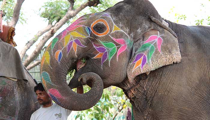 Elephant Feeding