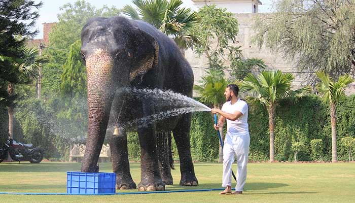 Showering the Elephant