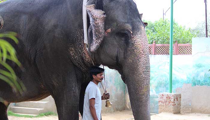 Walk With Elephant